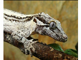 Rhacodactylus auriculatus Gargoyle Gecko XL Nakweek / Elevage XL