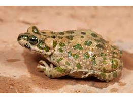 Bufo brongersmai Maroccan Toad Nakweek / Elevage M