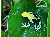 Dendrobates tinctorius Dartfrog Yellow Back Nakweek / Elevag