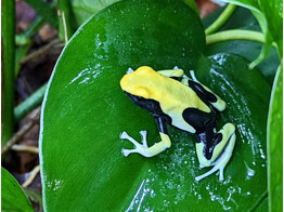 Dendrobates tinctorius Dartfrog Yellow Back Nakweek / Elevage S-M