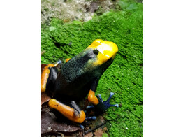 Dendrobates tinctorius Dartfrog Tumucumaque Nakweek / Elevage S-M