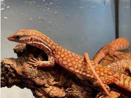 Varanus acanthurus Red Ackie x Rare Earth Nakweek / Elevage M-L