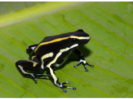 Dendrobates truncatus Yellow striped Dart Frog Nakweek / Ele