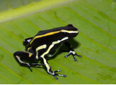 Dendrobates truncatus Yellow striped Dart Frog Nakweek / Elevage S-M