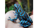 Dendrobates auratus Dartfrog La Coca Nakweek / Elevage S-M