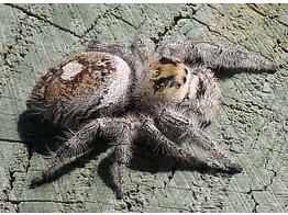 Phidippus regius  Jumping Spider North Florida Nakweek / Elevage S-M