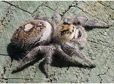 Phidippus regius  Jumping Spider North Florida Nakweek / Elevage S-M