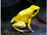 Phyllobates terribilisBlack Foot Tesoros Nakweek / Elevage S-M