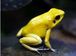 Phyllobates terribilisBlack Foot Tesoros Nakweek / Elevage S-M