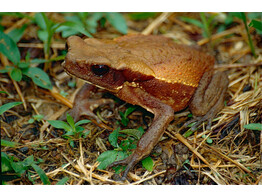 Rhaebo guttatus Smooth-sided Toad Nakweek / Elevage M