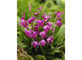 Bletilla striata