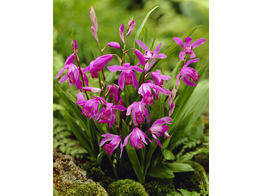 Bletilla striata