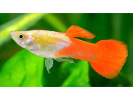 Poecilia reticulata Male Golden Head Red L