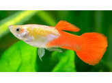 Poecilia reticulata Male Golden Head Red L