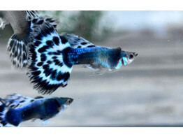 Poecilia reticulata Guppy Male Blue Elephant Half Moon L