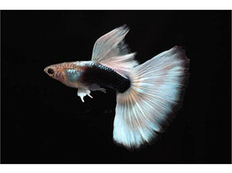 Poecilia reticulata Guppy Male White Tuxedo L