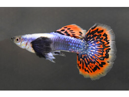 Poecilia reticulata Guppy Male Red Dumbo Half Moon L