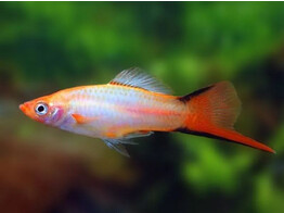 Xiphophorus helleri  Xipho Pink Comet L