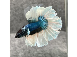 Betta splendens Male Rose Tail XL