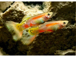 Poecilia reticulata Guppy Male Yellow Mosaic L