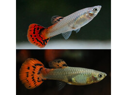 Poecilia reticulata Guppy Female Cobra Red L