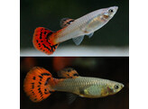 Poecilia reticulata Guppy Female Cobra Red L