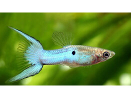 Poecilia reticulata Guppy Male Blue Japan L