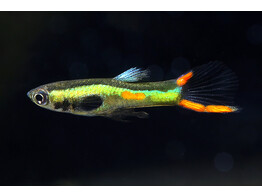 Poecilia reticulata Guppy Endler Male Green L