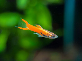 Poecilia endleri Red Scarlet Male L