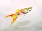 Poecilia reticulata Guppy Male Calico Double Sword L