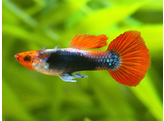 Poecilia reticulata Guppy Male Red Nose Tuxedo L