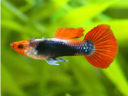 Poecilia reticulata Guppy Male Red Nose Tuxedo L