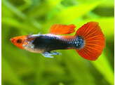 Poecilia reticulata Guppy Male Red Nose Tuxedo L