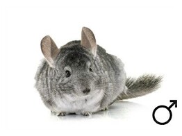 Chinchilla standaard man  /  Chinchilla standard male