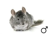 Chinchilla standaard man  /  Chinchilla standard male