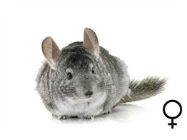 Chinchilla standaard vrouw  /  Chinchilla standard femelle