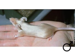 Satijnmuis man  /  Souris satin male