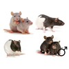 Tamme rat kleurmix man  /  Rat apprivoisee mix couleurs male